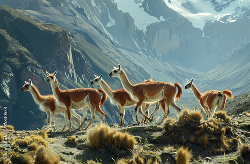 Guanacos at an angle  a family group standing on a grassy hillside in Patagonia with blue mountains and trees behind them