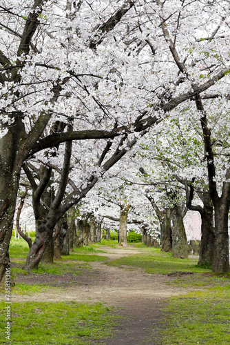 Branches of sakura flowers  cherry blossom. Osaka castle park  Japan