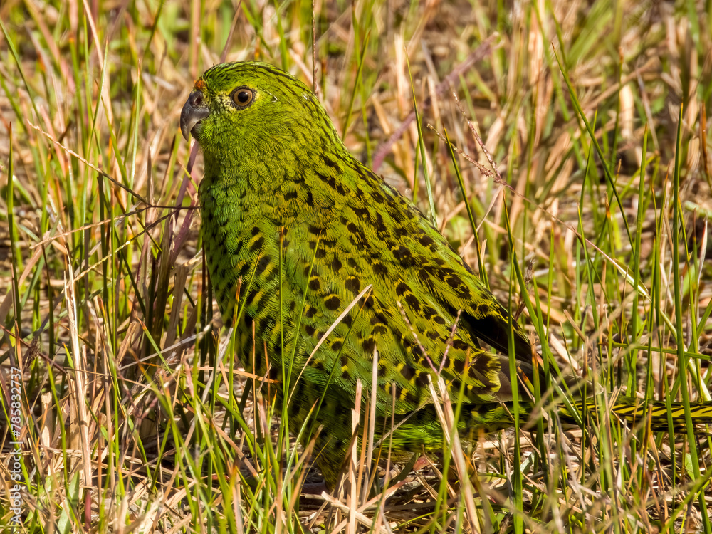 Obraz premium Eastern Ground Parrot in New South Wales, Australia
