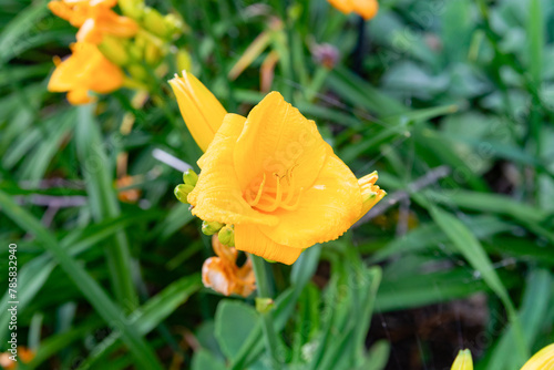 Close up orange colored  blooming daylily flower in a garden surrounded by plants.