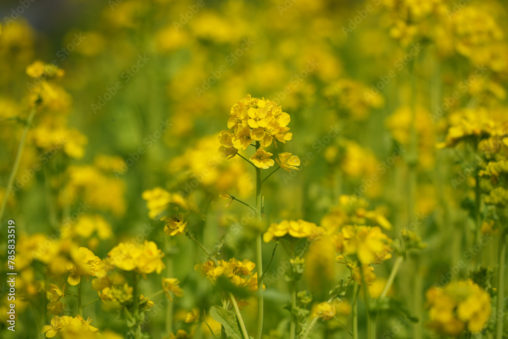 Obraz premium 菜の花の輝き