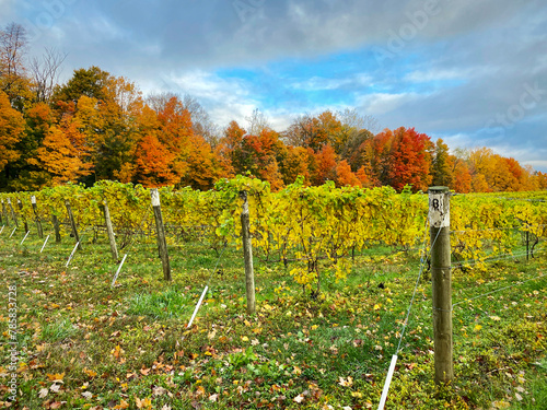 Autumn colors behind the vines in the vineyard