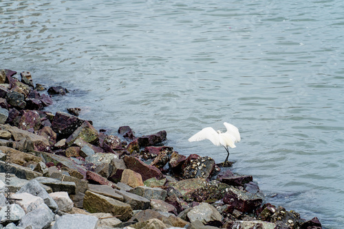 Country Garden Shili Silver Beach, Huidong County, Huizhou City, sea water, close-up of a heron perched on a rock photo