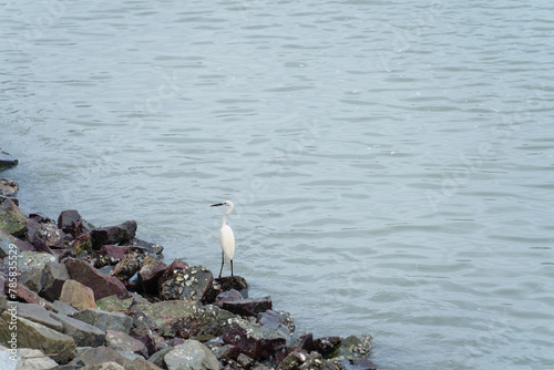 Country Garden Shili Silver Beach, Huidong County, Huizhou City, sea water, close-up of a heron perched on a rock photo
