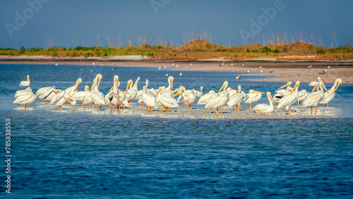 Pod of pelicans