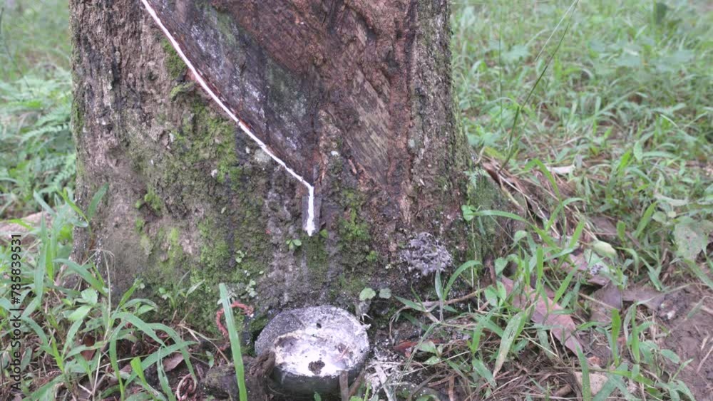 sap from a rubber tree drips into a coconut shell at a plantation at bukit lawang on sumatra, indonesia