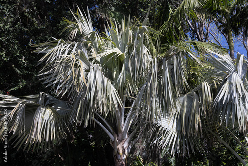 Bismarckia nobilis. Lush tropical palm tree under clear blue sky photo