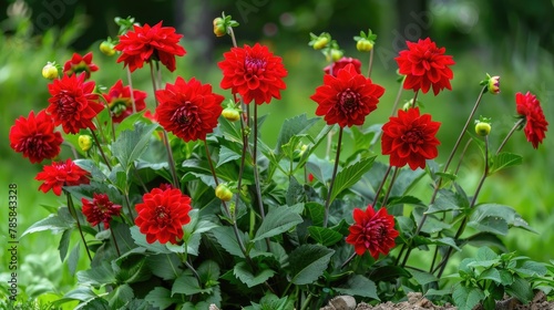 Lush red dahlia flowers in a flower bed in summer.