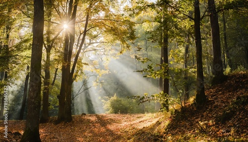 Beautiful rays of sunlight in a green forest  © grayishkappa