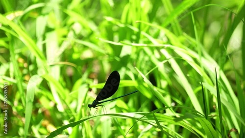 Ebony jewelwing damselfly resting, opening closing wings on grass, sunny day Florida 4k 60p photo
