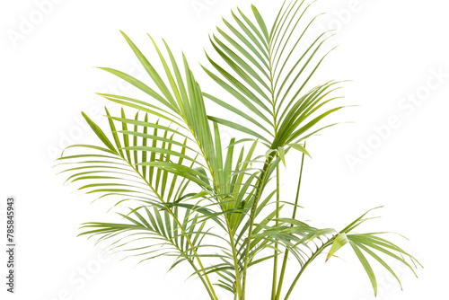 Beautiful leaves of a cascade palm over white background