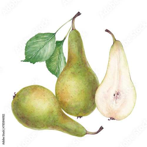 Watercolor three green conference pears and leaves