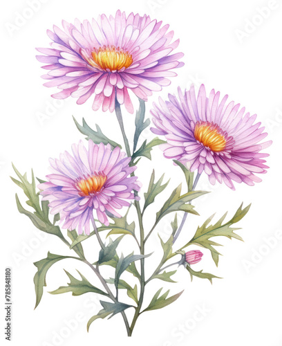 PNG Watercolor flower aster plant daisy