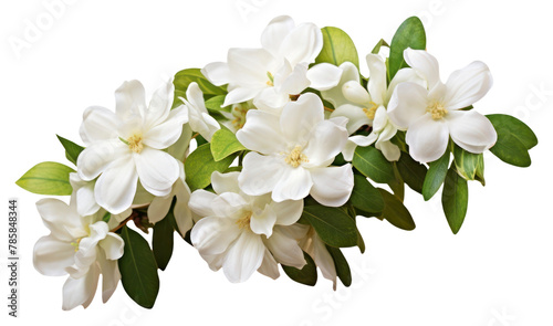 PNG White jasmine flower blossom plant © Rawpixel.com