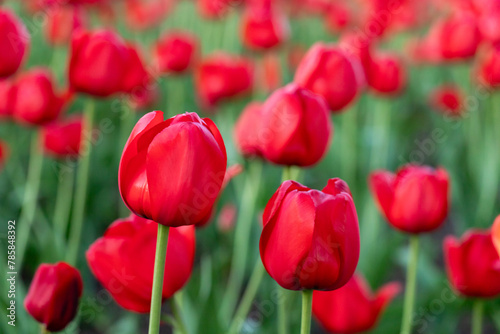 Field of red tulips in a park in spring. Flower full frame background