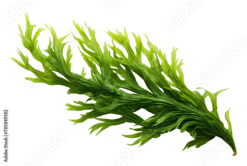 PNG Seaweed plant herbs leaf photo