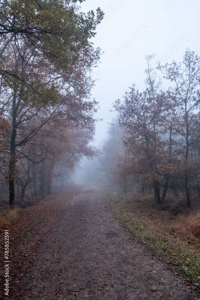This captivating image presents a lone path meandering through an autumnal forest, the trees standing as quiet witnesses to the season's change. The fog creates a veil of mystery, hinting at the
