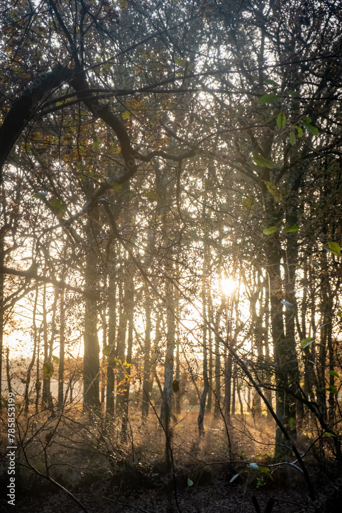 This image captures the serene beauty of a woodland at sunrise. The soft, golden sunlight streams through the dense network of branches, creating a dazzling display of sun flares and casting a gentle