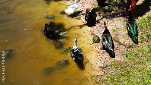 duck, ibis, and turtle are swimming and fight for food	
