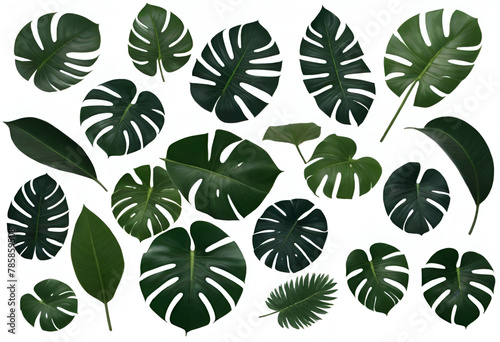 Tropical leaves monstera on white background flat lay top view.