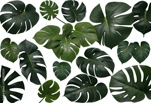 Tropical leaves monstera on white background flat lay top view.