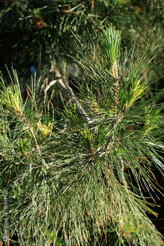Closeup of light green spring fascicles of Eldarica pine (Pinus eldarica) surrounded by older dark green needles photo