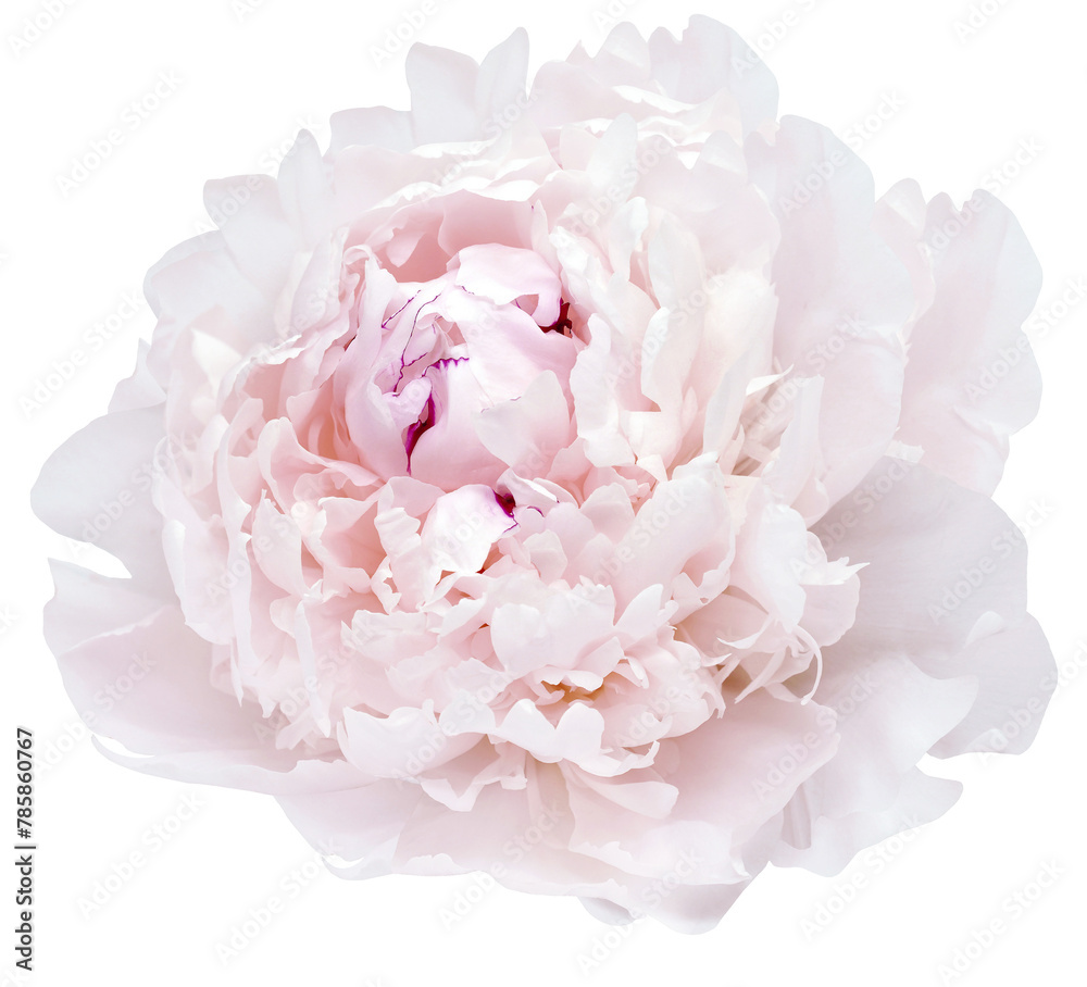 Pink peony flower  on isolated background. Closeup. For design. Transparent background. Nature.
