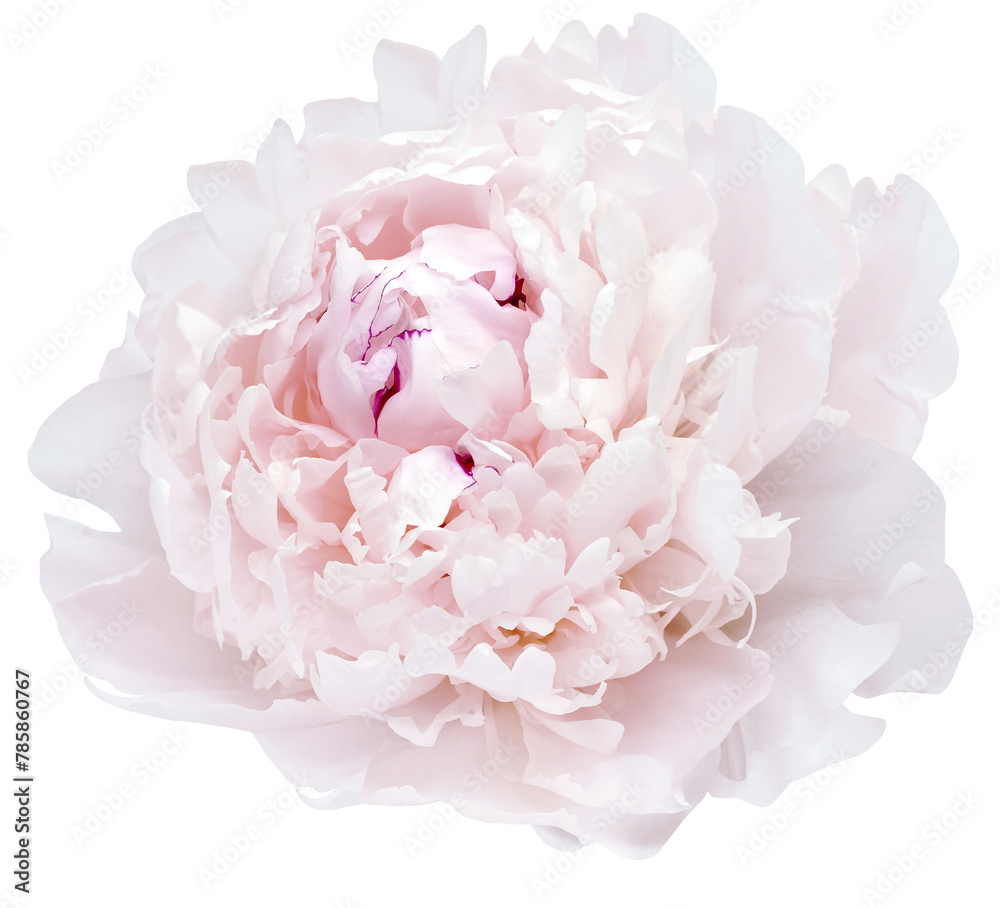 Pink peony flower on isolated background. Closeup. For design. Transparent background. Nature. Pink peony flower on isolated background. Closeup. For design. Transparent background. Nature.