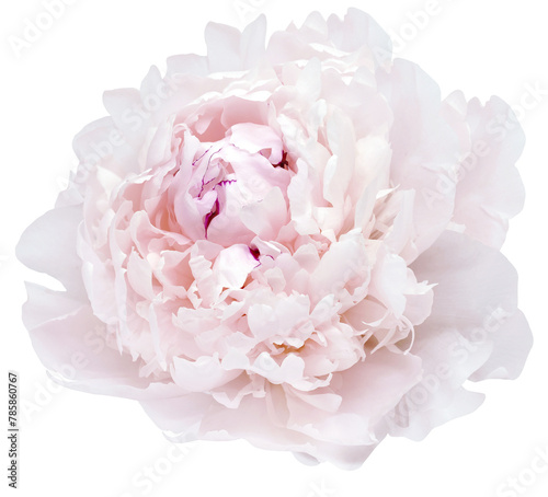 Fototapeta Naklejka Na Ścianę i Meble -  Pink peony flower  on isolated background. Closeup. For design. Transparent background. Nature.