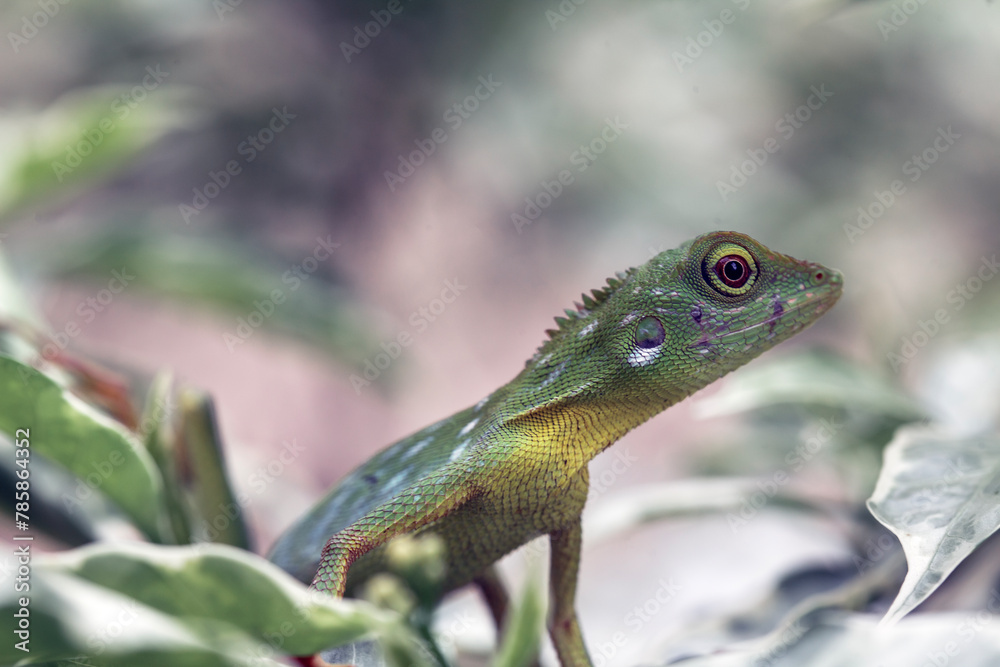 Naklejka premium Green Crested Lizard between leaves