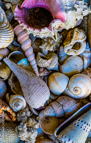 Sea Shell collection