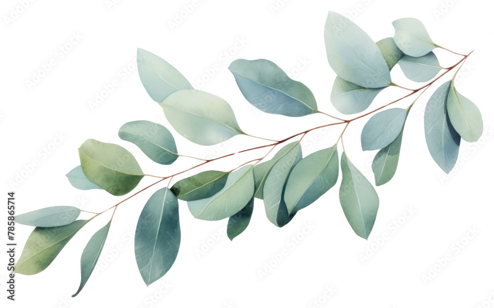 Fototapeta premium PNG Eucalyptus plant leaf tree