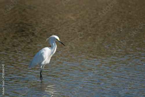 White heron fishing in the lagoon