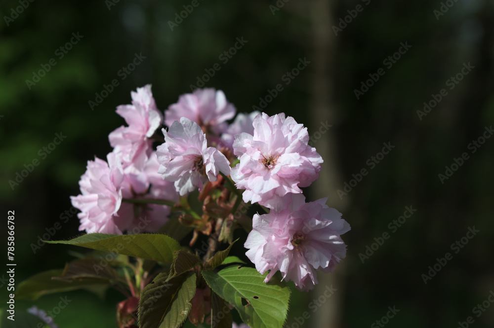 Japanese cherry blossoms on a green natural background Japanese cherry blossoms on a green natural background