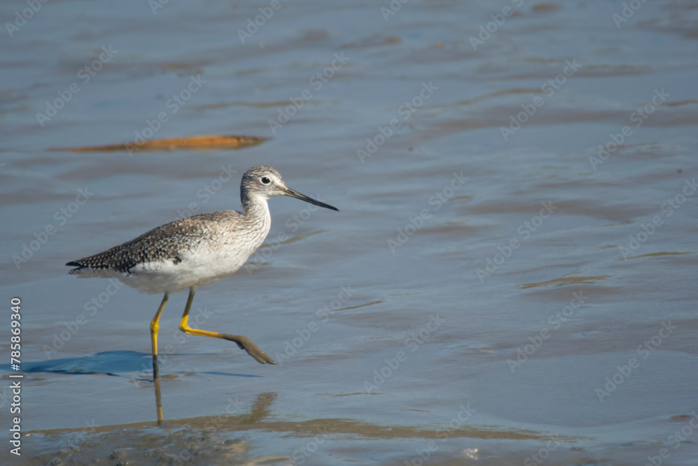 Lesser yellowlegs fishing in the lagoon , in Mar Chiquita , Buenos Aires , Argentina Lesser yellowlegs fishing in the lagoon , in Mar Chiquita , Buenos Aires , Argentina
