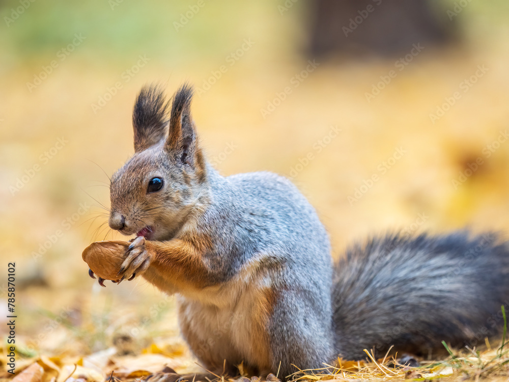 Autumn squirrel with nut sits on green grass with fallen yellow leaves Autumn squirrel with nut sits on green grass with fallen yellow leaves