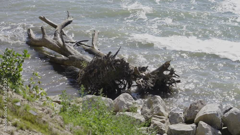 Dead Tree Driftwood In The River In Canada. slow motion, static shot Dead Tree Driftwood In The River In Canada. slow motion, static shot