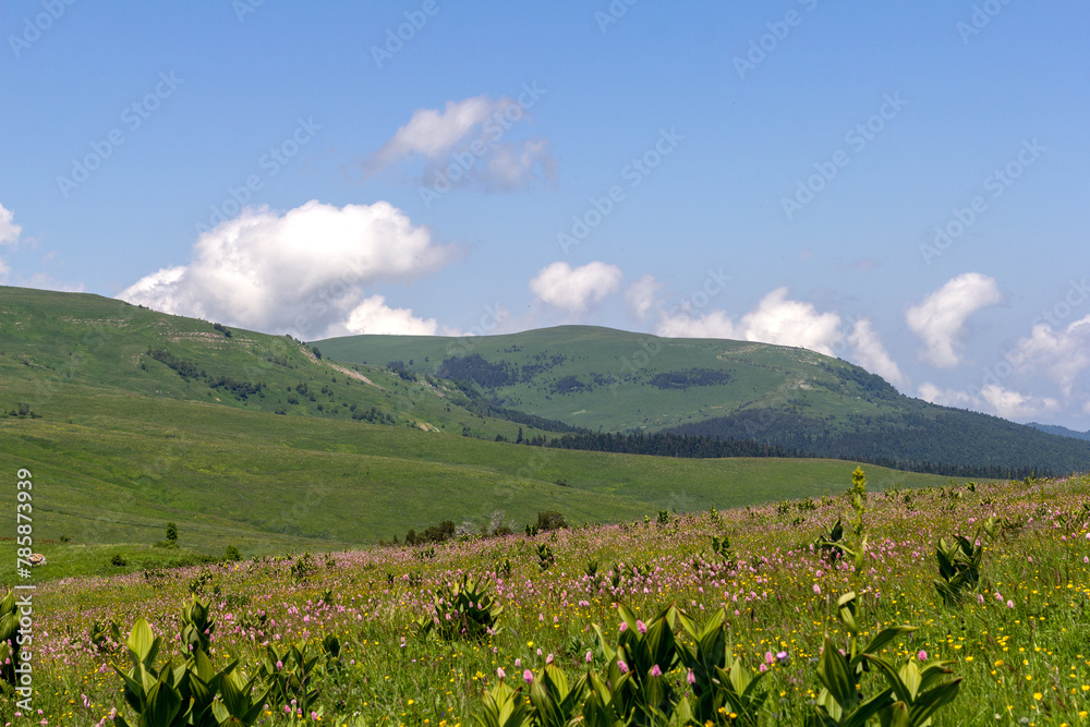 Fototapeta premium Walking on the subalpine at the beginning of the summer season, the period of exuberant flowering of plants.