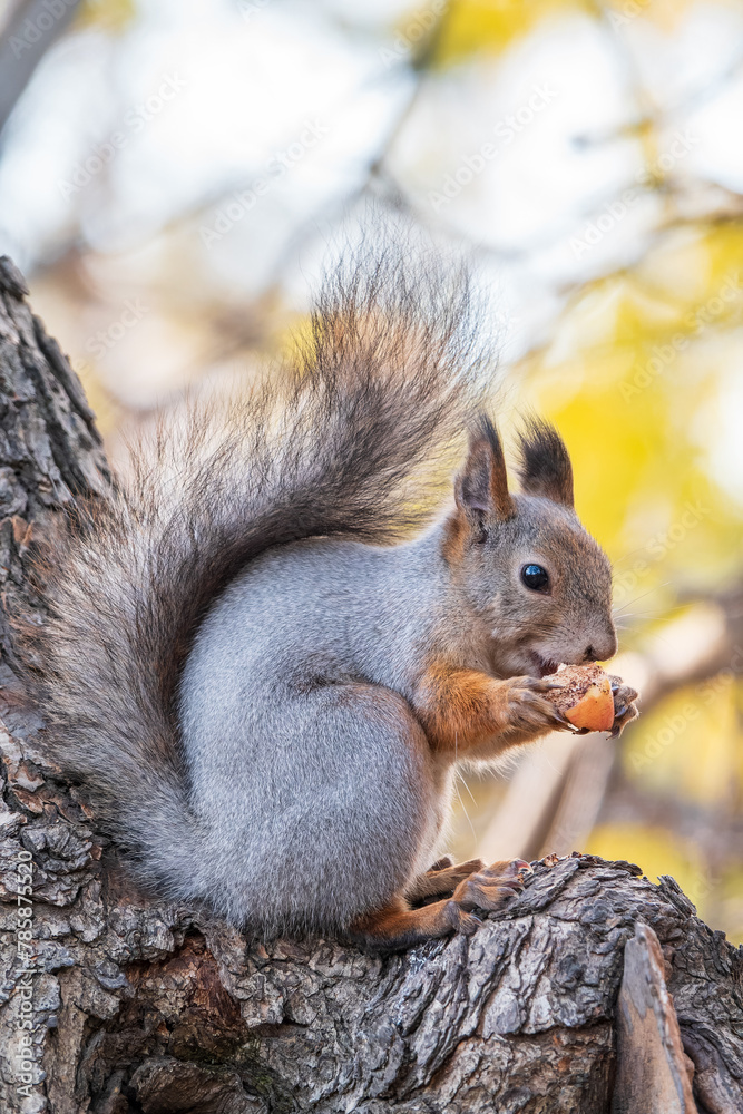 The squirrel with nut sits on tree in the autumn. Eurasian red squirrel, Sciurus vulgaris. The squirrel with nut sits on tree in the autumn. Eurasian red squirrel, Sciurus vulgaris.