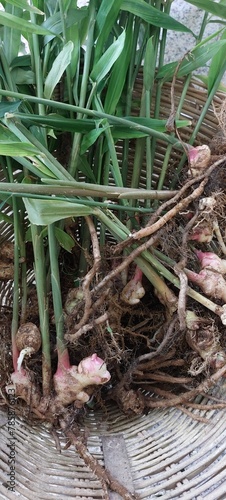 Ginger roots freshly harvested from the ground