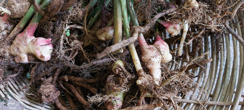 Organic ginger freshly harvested from the ground 