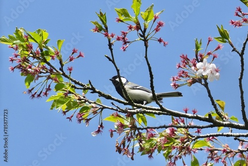 japanese tit on a cherry tree
