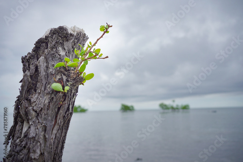 Close up of mangrove trunk with new leaves. photo