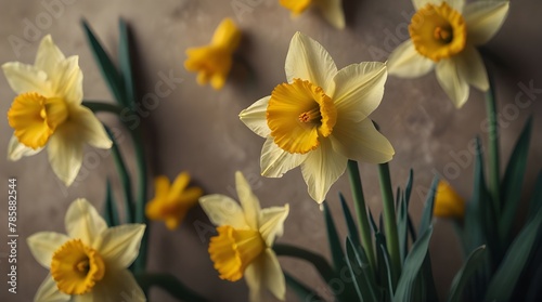 Yellow spring flowers daffodils isolated on white background. With clipping path. Flowers objects for design, advertising, postcards. Narcissus flowers generative ai  