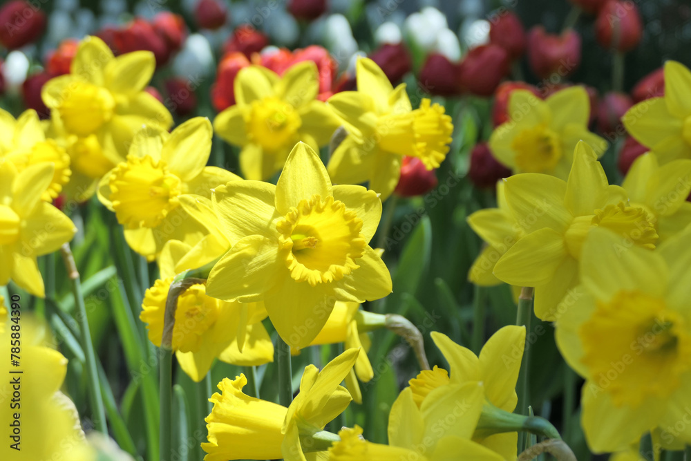 flowering daffodils or yellow narcissus blossoms in a spring garden flowering daffodils or yellow narcissus blossoms in a spring garden