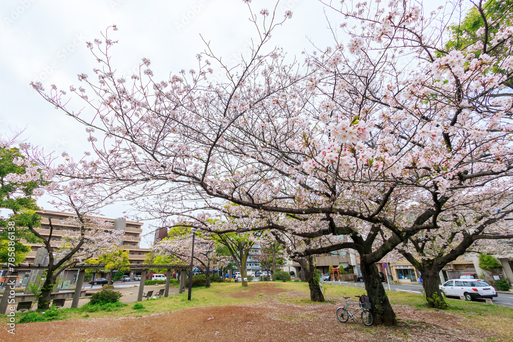 Obraz premium 都市公園で満開に咲く美しいソメイヨシノ(桜)。日本国神奈川県川崎市、渡田新町公園にて。 2024年4月12日撮影。Beautiful Someiyoshino sakura (Cerasus x yedoensis, cherry blossom) in full bloom in city parks.At Kawasaki park,Kawasaki City, Kanagawa