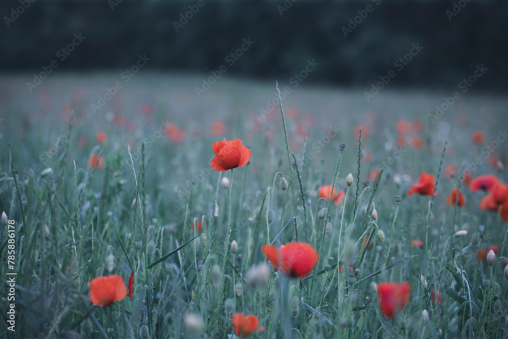 Obraz premium Poppy field, Remembrance day, Memorial Anzac day banner.