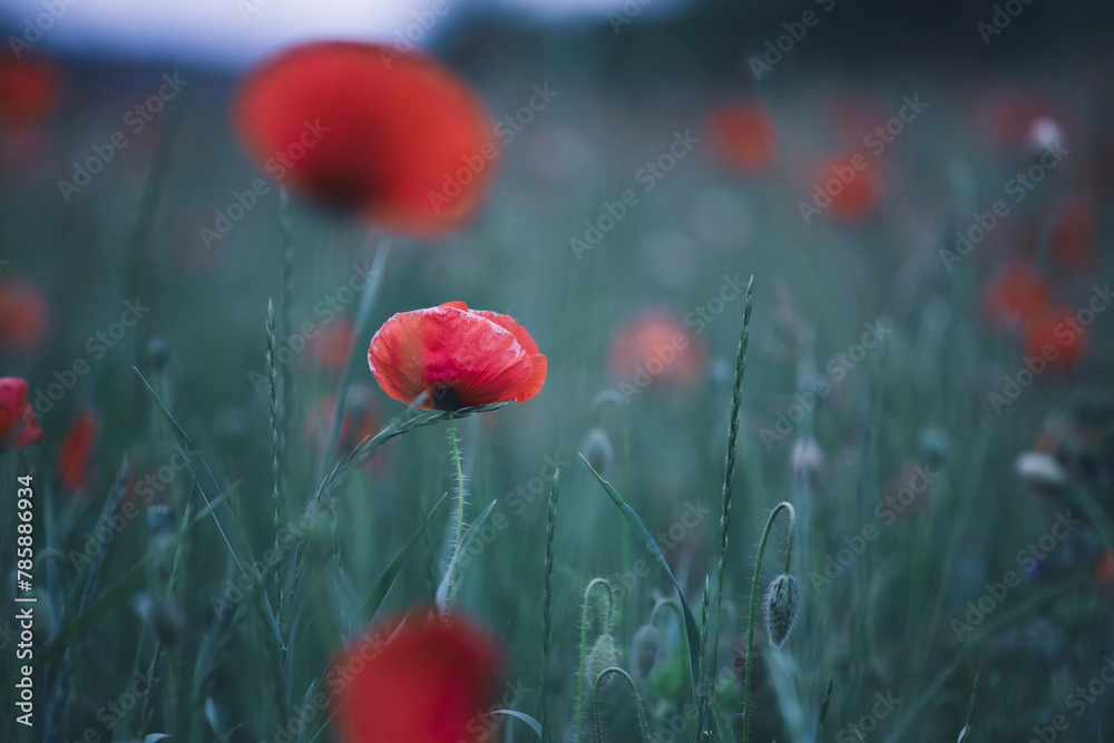 Naklejka premium Poppy field, Remembrance day, Memorial Anzac day banner.