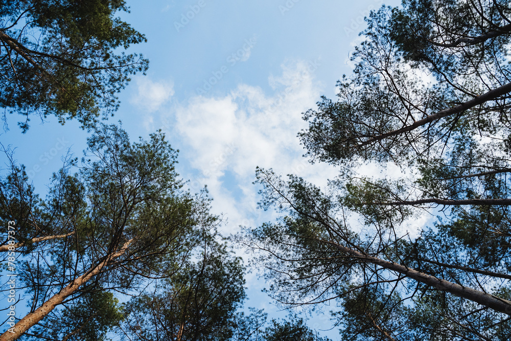 Obraz premium Gazing at the sky through the larch trees in the forest