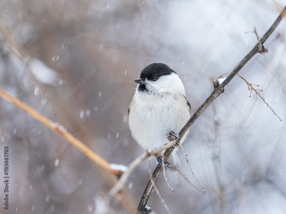 Fototapeta premium Cute bird the willow tit, song bird sitting on a branch without leaves in the winter.